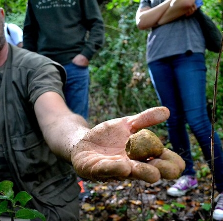 Truffle Hunting from Florence to San Miniato with truffle Lunch, Wine Experience and round-trip trasportation