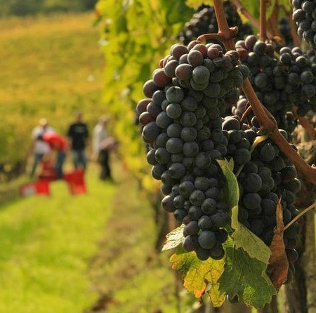 Private tour from Florence: Brunello and Nobile Wine Lovers' Tour Montalcino and Montepulciano