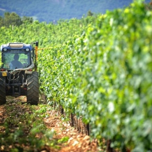 Vineyard tour Florence