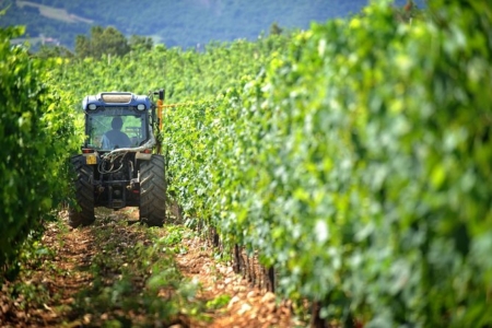 Vineyard tour Florence