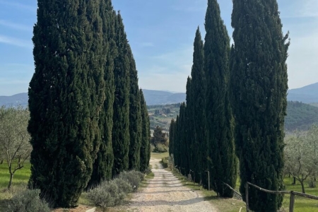 Private Vegetarian cooking class on the Florentine Hills with dinner included